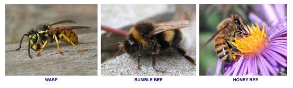 EBKA website insect pictures