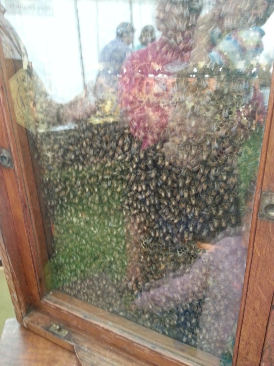 Bees behind glass